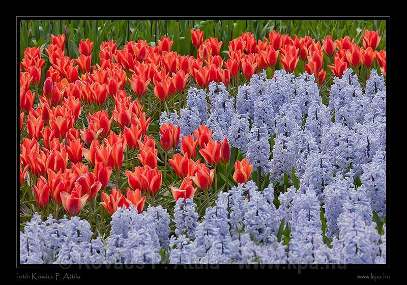 Keukenhof Hollandia 012.jpg